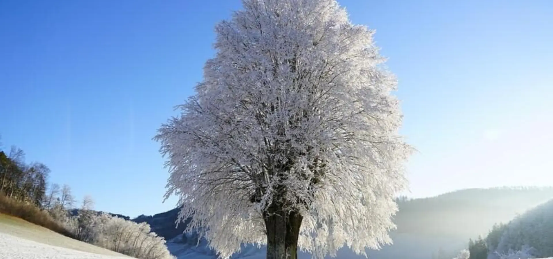 1769157696874tree 19592671280