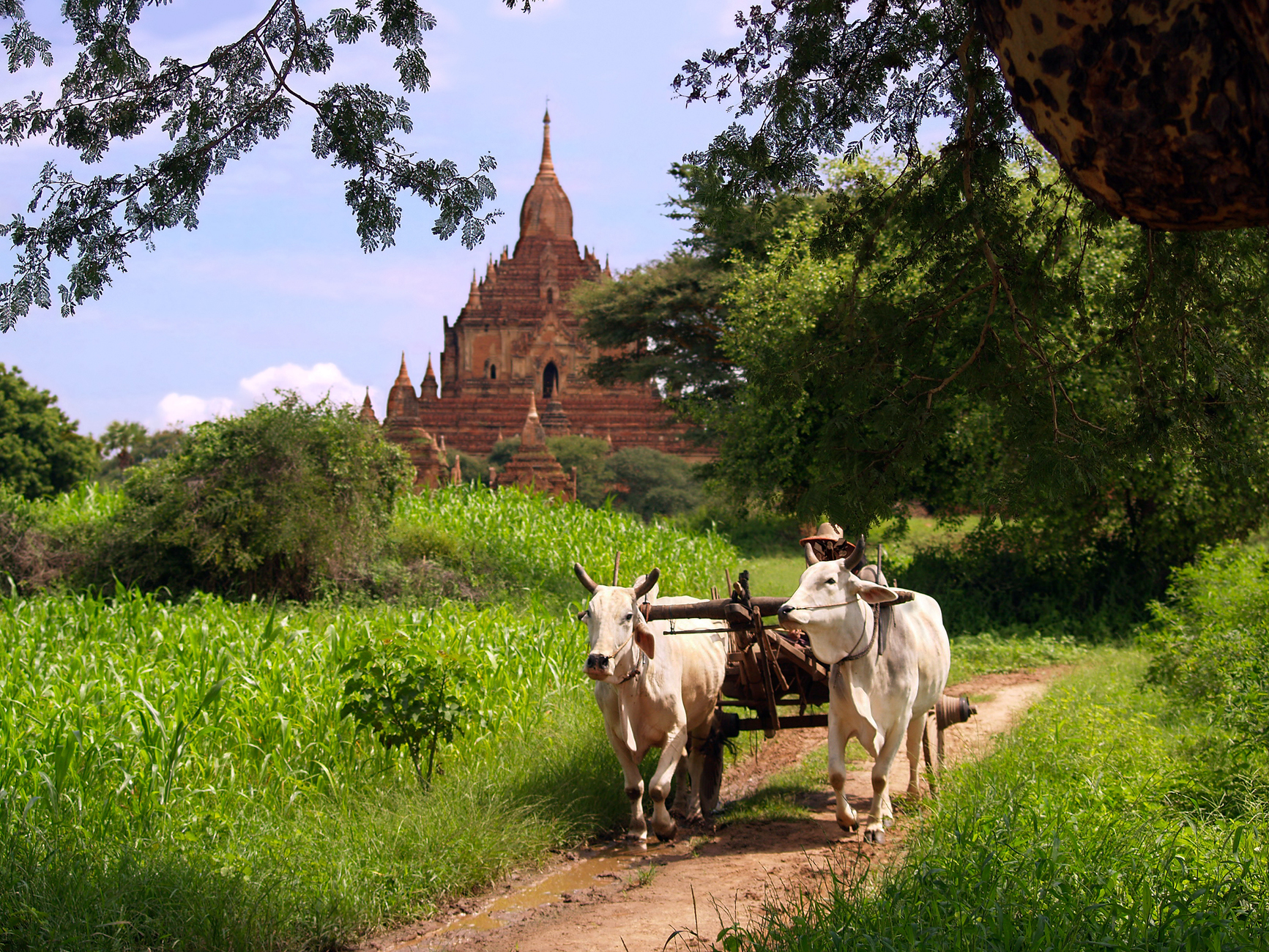 Het platteland in de omgeving Bagan