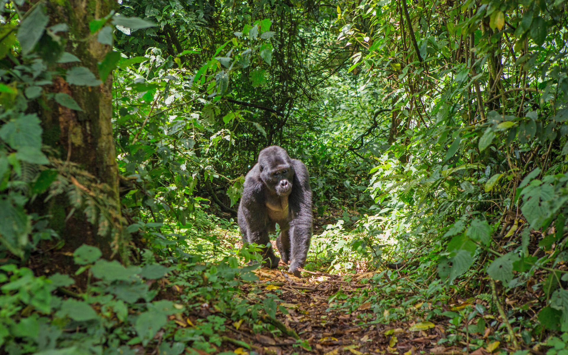 Berggorilla in Bwindi