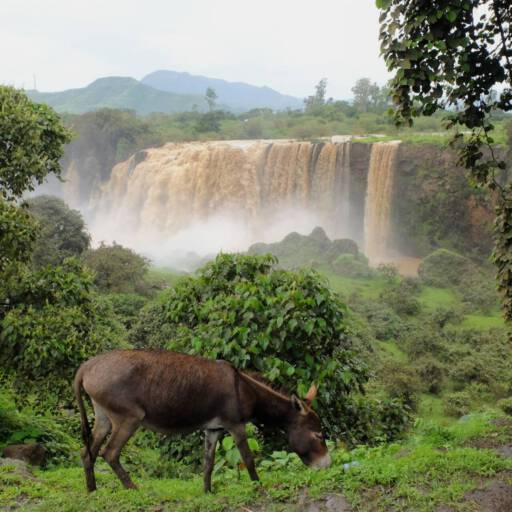 Blue Nile Falls