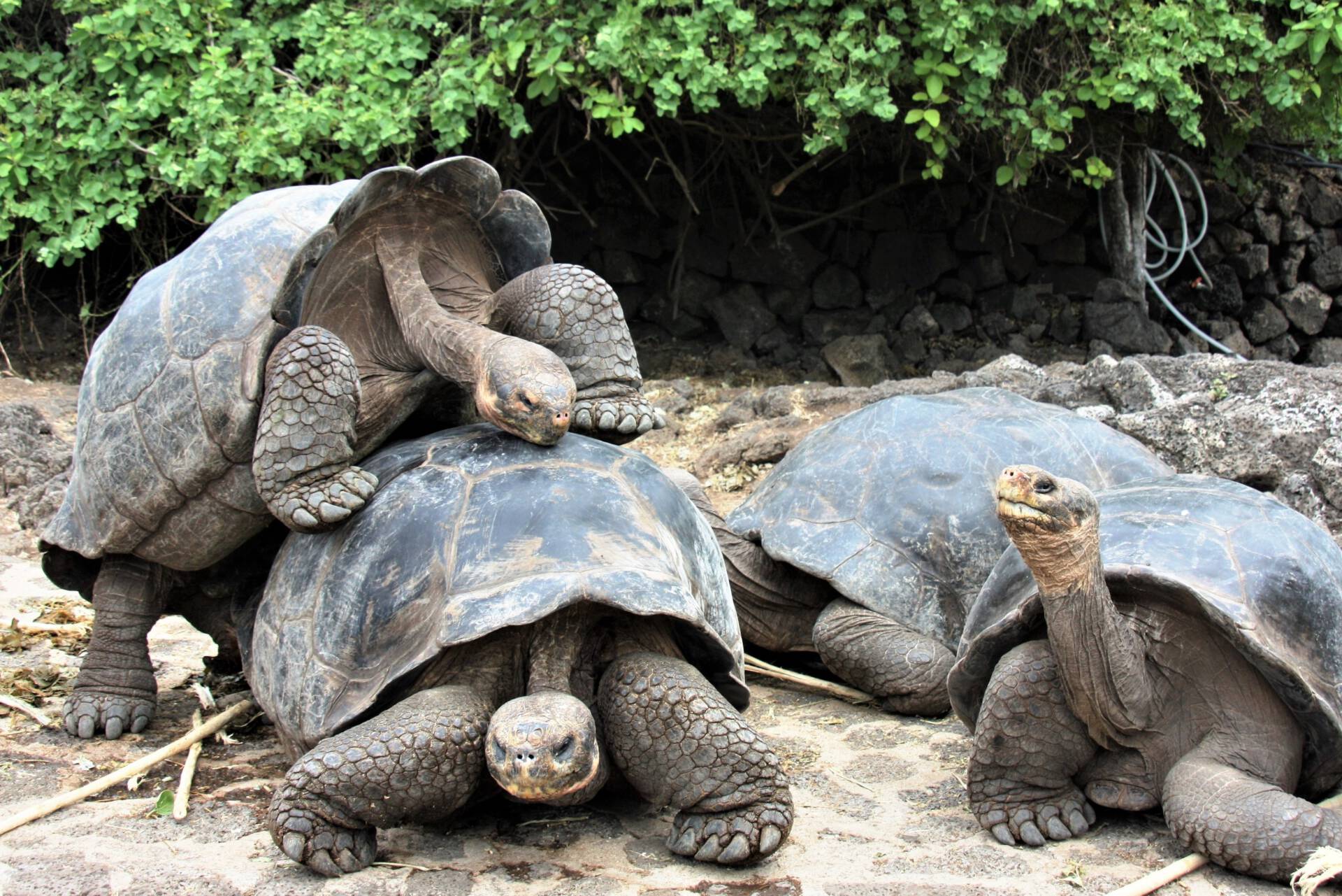 Galapagos-reuzenschildpadden