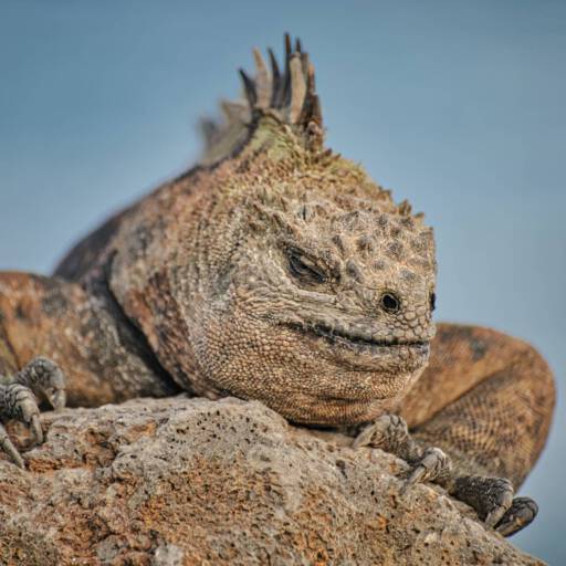 Galapagos zeeleguaan