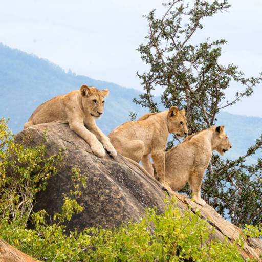 Leeuwen in Tsavo East National Park