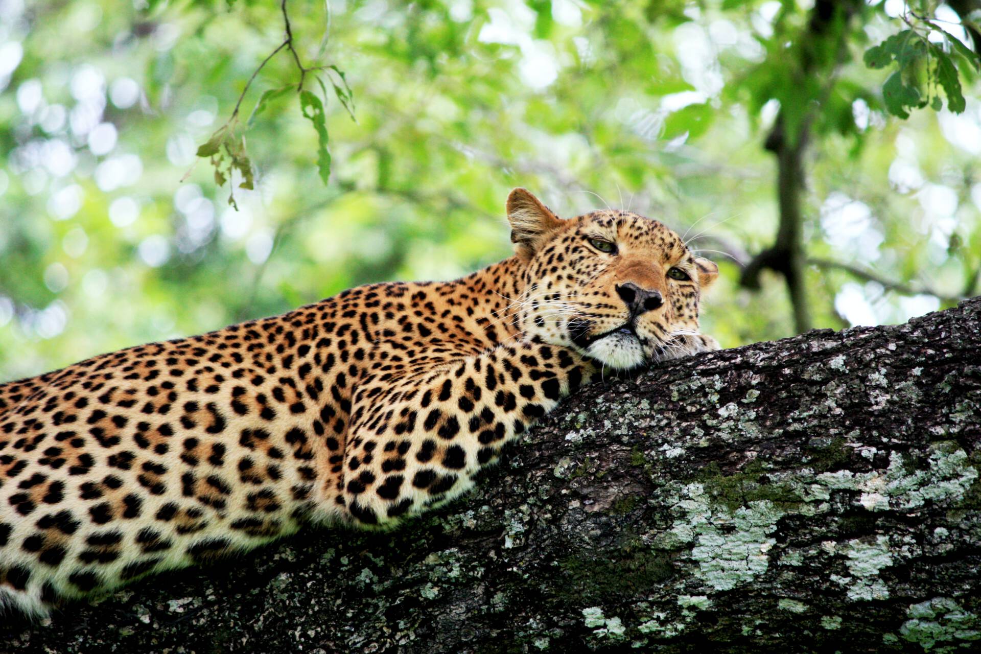 Luipaard in South Luangwa