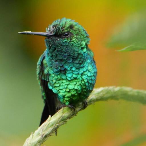 Kolibri in Ecuador