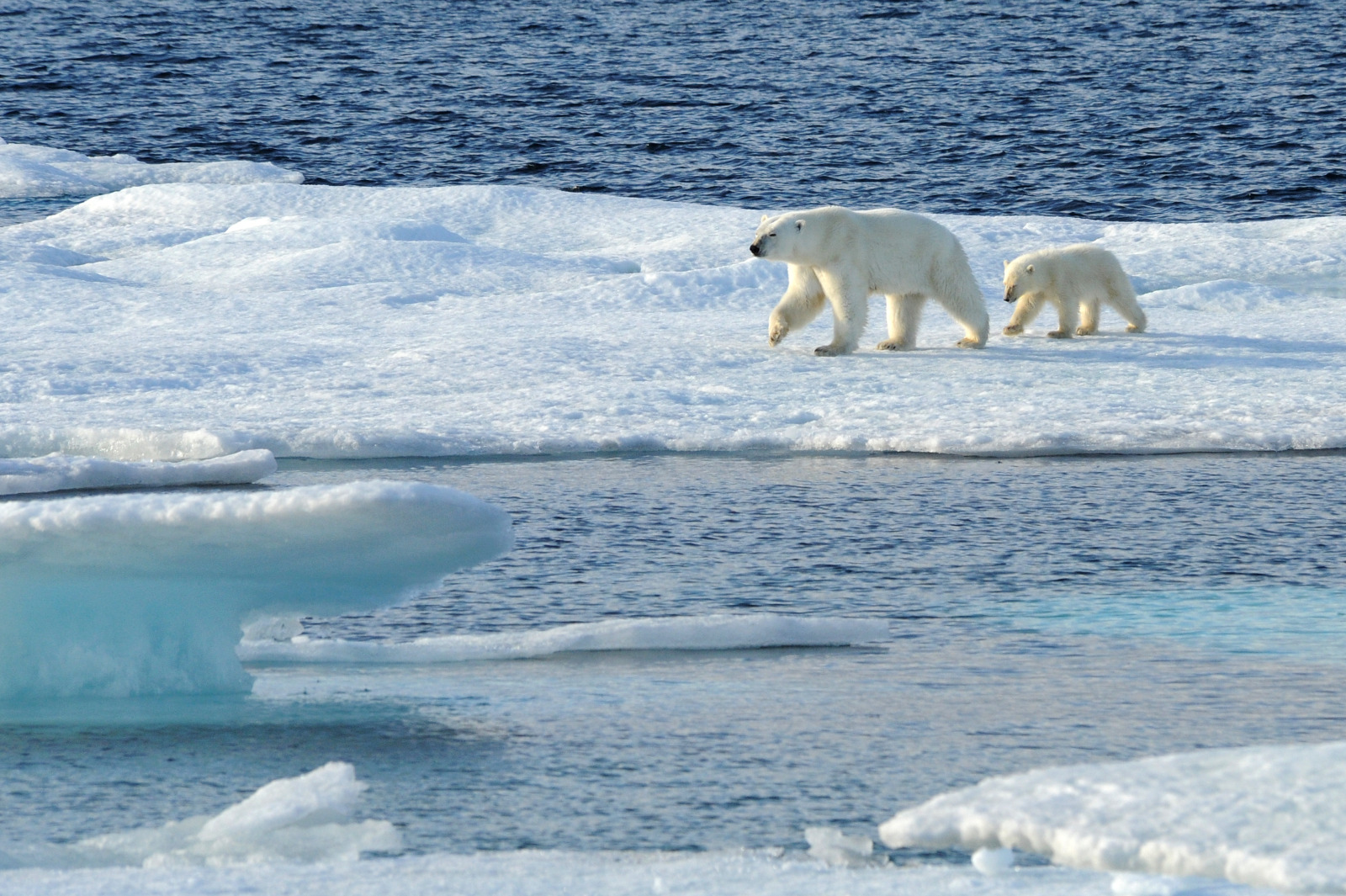 IJsbeer Svalbard