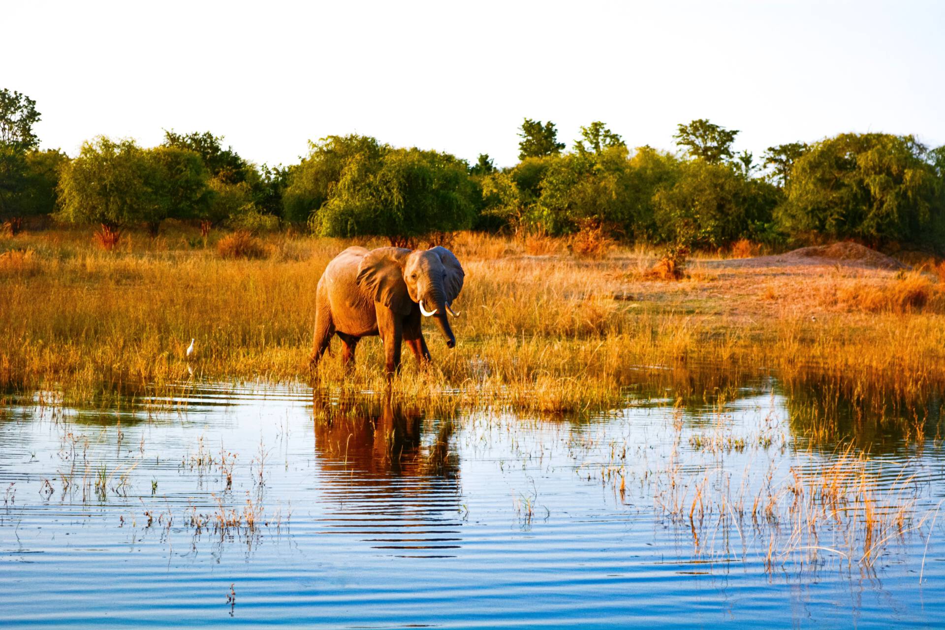 Olifant bij Lake Kariba