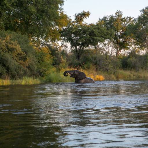 Olifant in de Zambezi