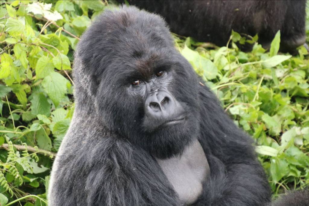 Rwanda gorilla