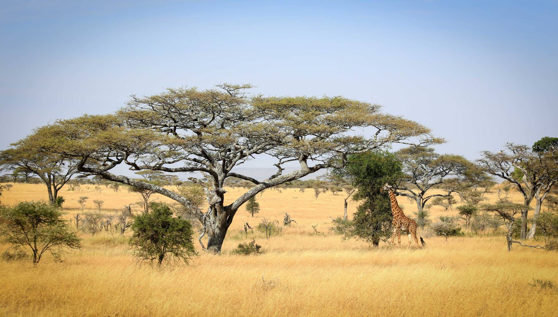 Serengeti Tanzania