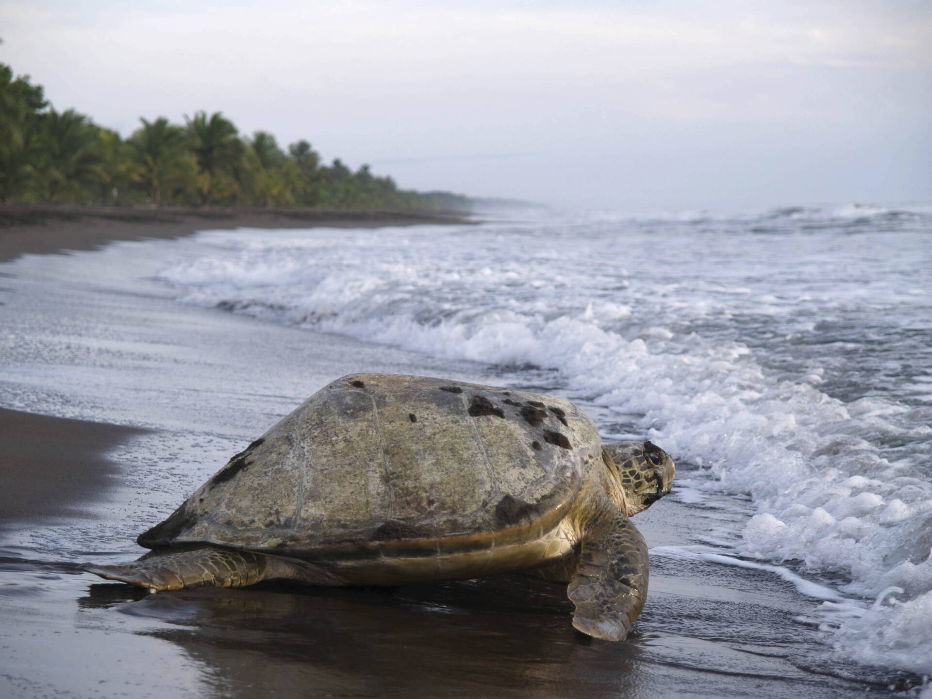Groene zeeschildpad bij Tortuguero