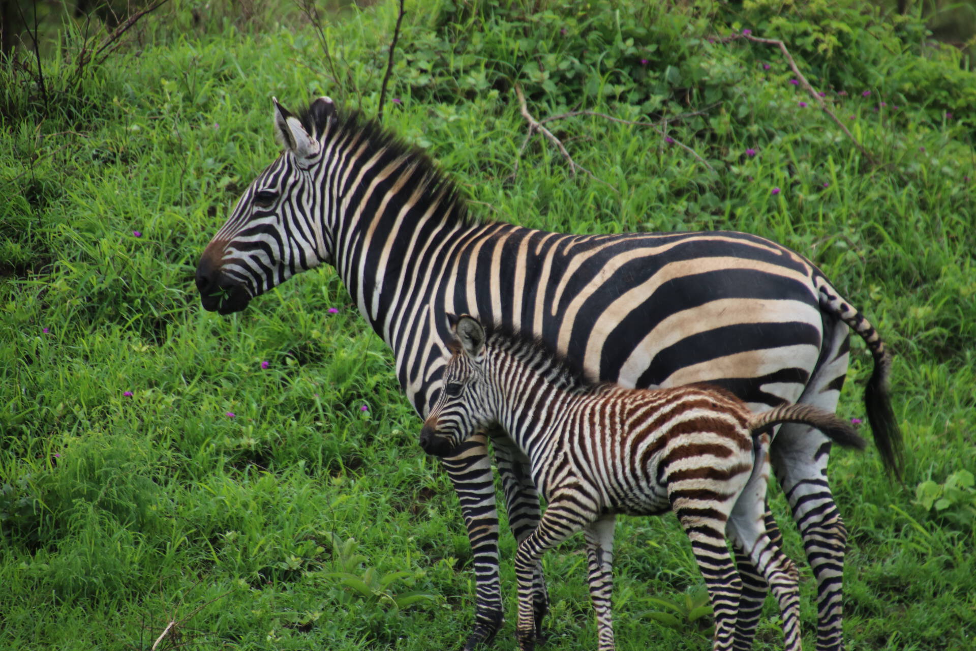 Zebra met baby