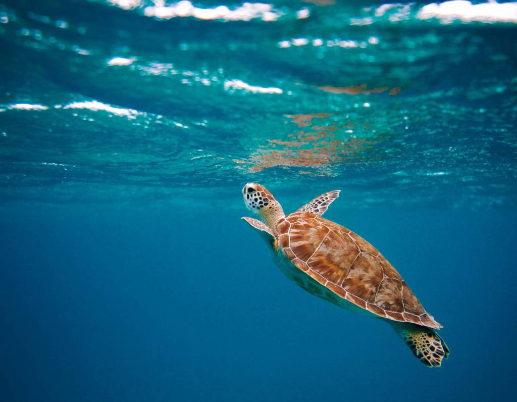 Zeeschildpad